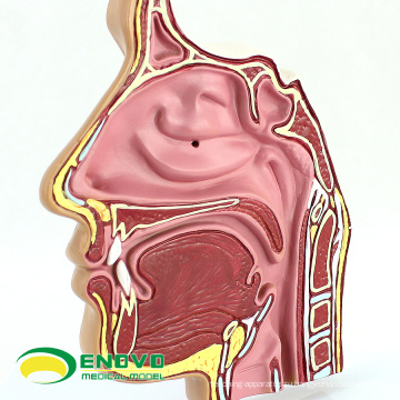 THROAT04-1(12509) Анатомия носа, носовой полости анатомические модели